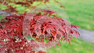 cluseup on red leaf of a japanese maple tree