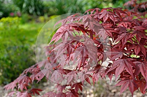 cluseup on red leaf of a japanese maple tree