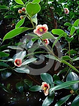 Clusia flowers on tree, Clusia lanceolata