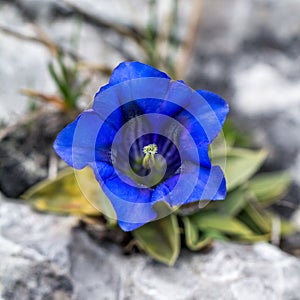 Clusius gentian blue flower.