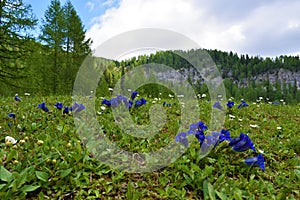 Clusius\' gentian (Gentiana clusii) blue flowers photo