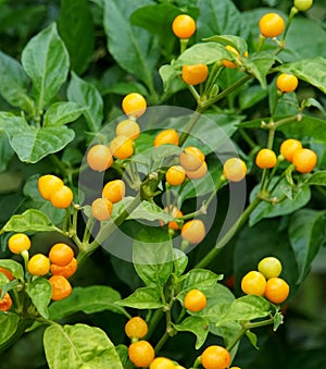 Cluster of Aji Charapita fresh tiny yellow peppers