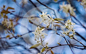 Cluster of Allegheny Serviceberry Flowers