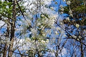 A Cluster of Allegheny Serviceberry Flowers