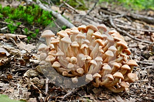 Cluster of Armillaria tabescens or Ringless Honey mushrooms