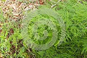 A Cluster Of Asparagus Fern Above The Ground