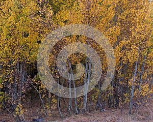 Cluster of Aspen trees in the Fall in the Hope Valley of California