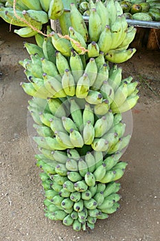 Cluster of banana