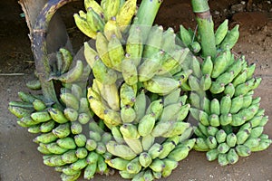 Cluster of banana