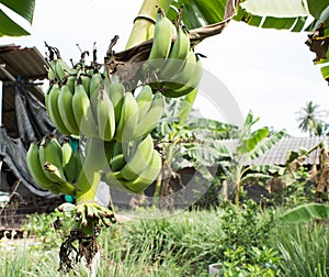 Cluster of banana fruits