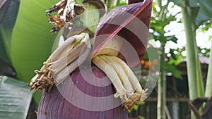 The cluster of banana fruits hanging on the tree.