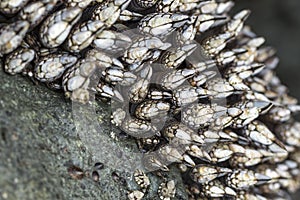 Cluster of barnacles on rocks.