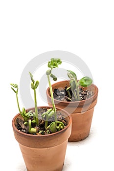 Cluster Of Bean Sprouts Crowded in Pots Vertical on White