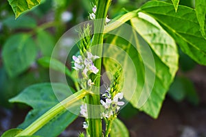 Cluster Beans Plants