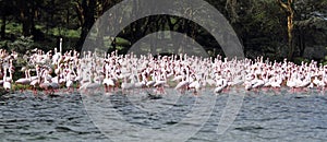 Cluster of beautiful Flamingos