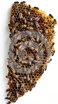 A cluster of bees buzzing inside a honeycomb beehive photo