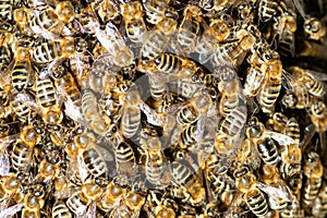 Cluster of bees close up