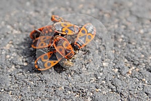 Cluster of beetles Pyrrhocoris apterus on asphalt