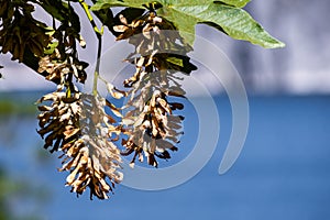 A cluster of the Big Leaf Maple Acer macrophyllum winged seeds Samaras that detach in pairs and are blown by the wind like