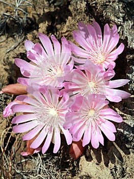 Cluster of Bitterroot Flowers - Lewisia rediviva photo