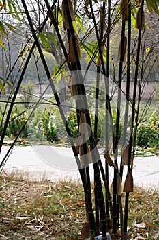 Cluster of Black bamboos (Phyllostachys nigra) in a garden : (pix SShukla)