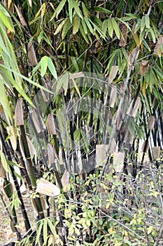 Cluster of Black bamboos (Phyllostachys nigra) in a garden : (pix SShukla)