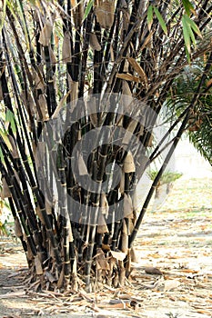 Cluster of Black bamboos (Phyllostachys nigra) in a garden : (pix SShukla)