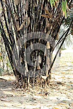 Cluster of Black bamboos (Phyllostachys nigra) in a garden : (pix SShukla)