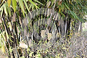 Cluster of Black bamboos (Phyllostachys nigra) in a garden : (pix SShukla)