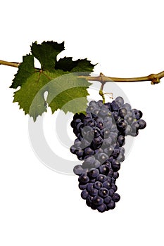 Cluster of black grape