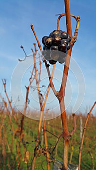 Cluster of black grapes on winter vine