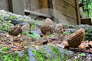 Cluster of Black morel mushrooms in front of log cabin