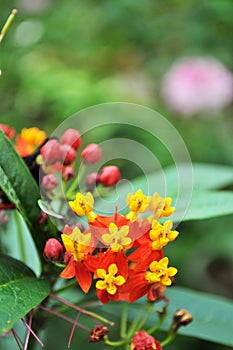 Cluster blooming