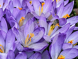 a cluster of blooming purple crocuses heralding spring with bees