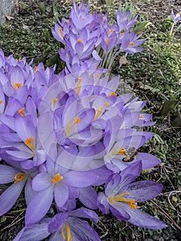 a cluster of blooming purple crocuses heralding spring with bees