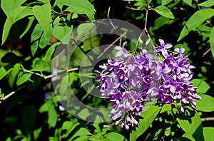 Cluster of blooming purple lilac blossoms