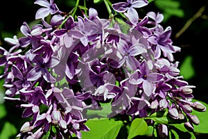 Cluster of blooming purple lilac blossoms
