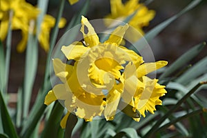 Cluster of Blooming Yellow Daffodils in a Clump