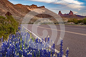 Cluster of blue bonnets along the scenic drive