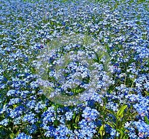 Cluster of blue forget me nots