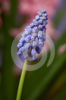 A cluster of blue Grape Hyacinth Blossoms