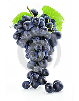 Cluster of blue grape isolated