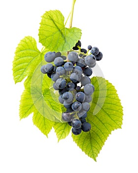 Cluster of blue grape with leaves isolated on white background. Close-up