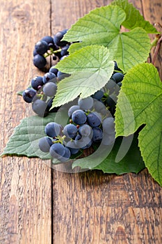 Cluster of blue grape with leaves on wooden background. Close-up