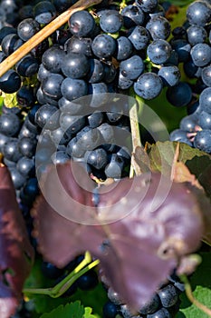 Cluster of blue grape and purple leaf on a bush