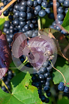 Cluster of blue grape and purple leaf on a bush