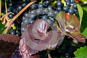 Cluster of blue grape and purple leaf on a bush