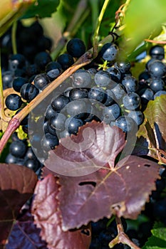 Cluster of blue grape and purple leaf on a bush