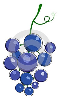 Cluster of blue grape with tendril illustration vector