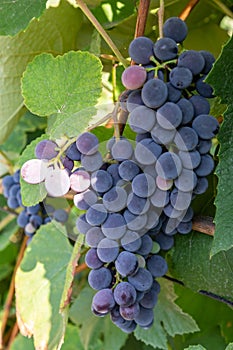 Cluster of blue grape on the vine